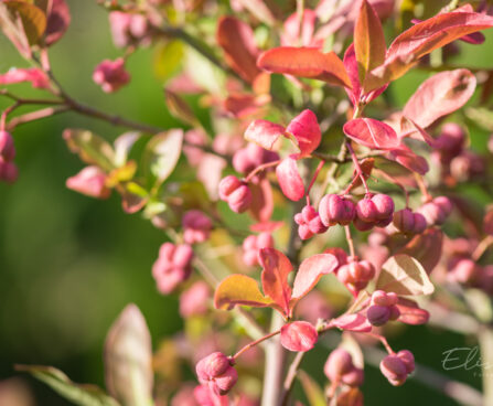 2408_9131_Euonymus_europaeus_Scarlet_Wonder__3.JPG