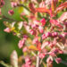 2408_9131_Euonymus_europaeus_Scarlet_Wonder__3.JPG