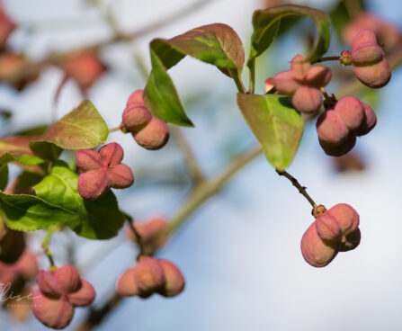 2408_9132_Euonymus_europaeus_Scarlet_Wonder__2.JPG