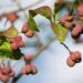 2408_9132_Euonymus_europaeus_Scarlet_Wonder__2.JPG