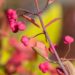 2408_9796_Euonymus_europaeus_Scarlet_Wonder__harilik_kikkapuu_2.jpg