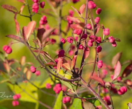 2408_9797_Euonymus_europaeus_Scarlet_Wonder__harilik_kikkapuu.jpg