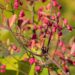 2408_9797_Euonymus_europaeus_Scarlet_Wonder__harilik_kikkapuu.jpg