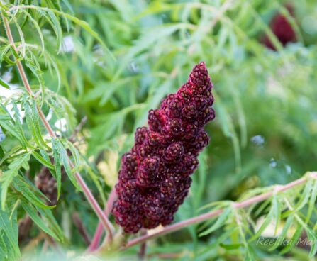 2411_6766_Rhus_typhina_Dissecta.JPG