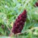 2411_6766_Rhus_typhina_Dissecta.JPG