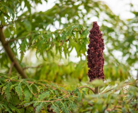 2411_9710_Rhus_typhina_Dissecta_harilk_sumahh.jpg
