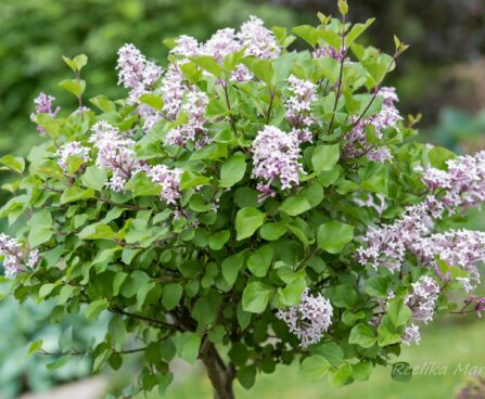 2412_8554_Syringa_meyeri_Palibin_PA_4.JPG