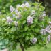 2412_8554_Syringa_meyeri_Palibin_PA_4.JPG