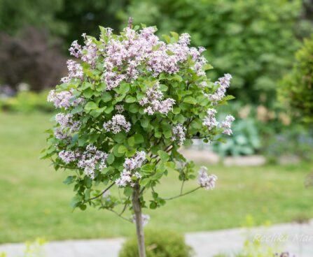 2412_8555_Syringa_meyeri_Palibin_PA.JPG