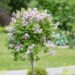 2412_8555_Syringa_meyeri_Palibin_PA.JPG