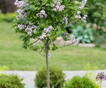 2412_8556_Syringa_meyeri_Palibin_PA_2.JPG