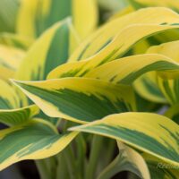 2424_8210_Hosta_Majesty_.JPG