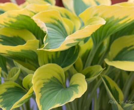 2424_8211_Hosta_Majesty__2.JPG