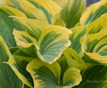 2424_8212_Hosta_Majesty__3.JPG