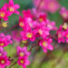 2431_11096_Saxifraga_arendsii_arendsi_kivirik_2.jpg