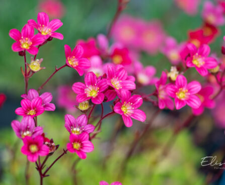 2431_11097_Saxifraga_arendsii_arendsi_kivirik.jpg