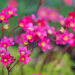 2431_11097_Saxifraga_arendsii_arendsi_kivirik.jpg