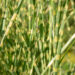 2434_11283_Miscanthus_sinensis_Little_Zebra__hiina_siidpooris.jpg