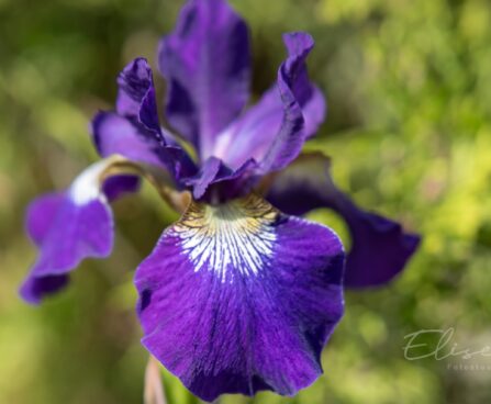 2443_8761_Iris_sibirica_Contrast_in_Styles__2.JPG