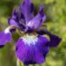 2443_8761_Iris_sibirica_Contrast_in_Styles__2.JPG