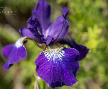 2443_8762_Iris_sibirica_Contrast_in_Styles_.JPG