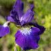 2443_8762_Iris_sibirica_Contrast_in_Styles_.JPG