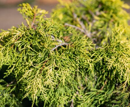 2455_9841_Juniperus_media_Golden_Saucer_keskmine_kadakas_2.jpg