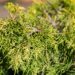 2455_9841_Juniperus_media_Golden_Saucer_keskmine_kadakas_2.jpg