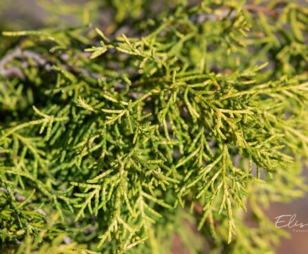 2455_9842_Juniperus_media_Golden_Saucer_keskmine_kadakas_3.jpg