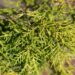 2455_9842_Juniperus_media_Golden_Saucer_keskmine_kadakas_3.jpg