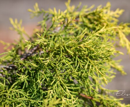2455_9843_Juniperus_media_Golden_Saucer_keskmine_kadakas_4.jpg