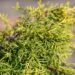 2455_9843_Juniperus_media_Golden_Saucer_keskmine_kadakas_4.jpg