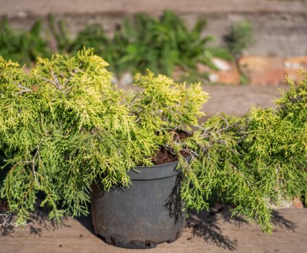 2455_9844_Juniperus_media_Golden_Saucer_keskmine_kadakas.jpg