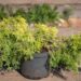 2455_9844_Juniperus_media_Golden_Saucer_keskmine_kadakas.jpg