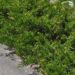 2457_7682_Juniperus_horizontalis_Variegata_.JPG