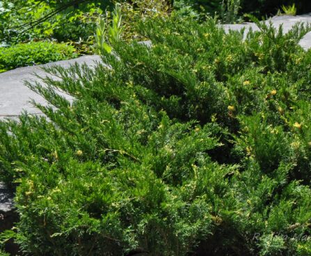 2457_7683_Juniperus_horizontalis_Variegata__2.JPG