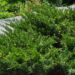 2457_7683_Juniperus_horizontalis_Variegata__2.JPG