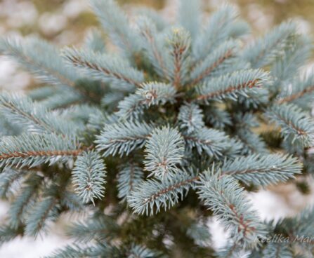 2462_7100_Picea_pungens_Fat_Albert_.JPG