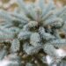 2462_7100_Picea_pungens_Fat_Albert_.JPG