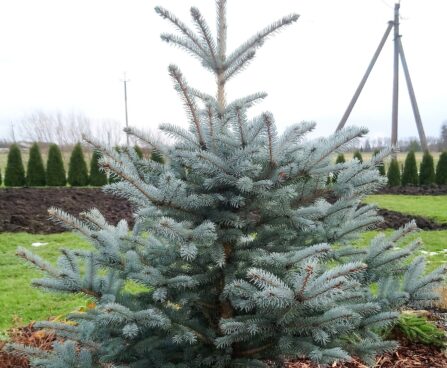 2462_7323_Picea_pungens_Fat_Albert_.JPG