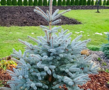 2462_7324_Picea_pungens_Fat_Albert__2.JPG