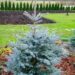 2462_7324_Picea_pungens_Fat_Albert__2.JPG