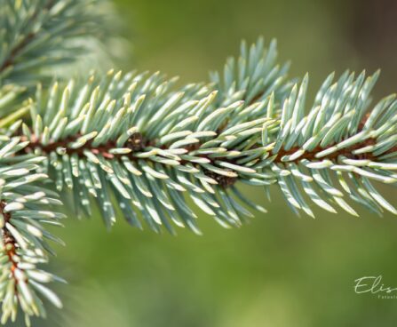 2462_9929_Picea_pungens_Fat_Albert__torkav_kuusk_2.jpg