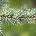 2462_9929_Picea_pungens_Fat_Albert__torkav_kuusk_2.jpg