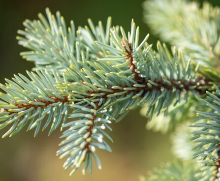 2462_9930_Picea_pungens_Fat_Albert__torkav_kuusk_3.jpg