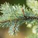 2462_9930_Picea_pungens_Fat_Albert__torkav_kuusk_3.jpg
