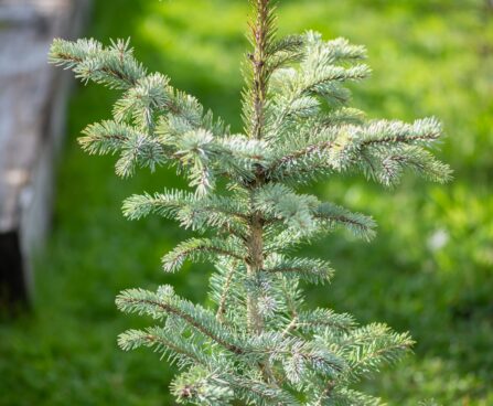 2462_9931_Picea_pungens_Fat_Albert__torkav_kuusk.jpg