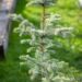 2462_9931_Picea_pungens_Fat_Albert__torkav_kuusk.jpg