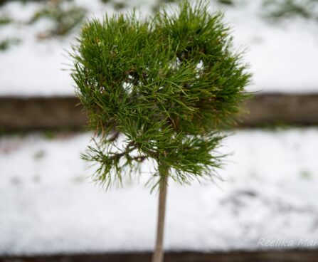 2475_6883_Pinus_mugo_VarellaPA_.JPG