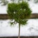 2475_6883_Pinus_mugo_VarellaPA_.JPG